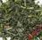 Herbata Zielona Gunpowder 1kg naturalna