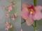 Ekskluzywne sztuczne kwiaty-storczyk 1188 - 155 cm
