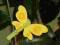 KLAMERKI spinacze filcowe motylki żółte