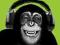 Małpa w słuchawkach - plakat 61x91,5 cm