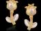 KOLCZYKI biało złote kwiaty pr585 GRATISY