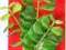 AZOO LYSIMACHIA L (20cm) - Roślina sztuczna