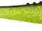 DRAGON V-LURES LUNATIC 12,5cm LU50S-30-101 x5