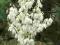 Yucca filamentosa - Juka karolińska XXL