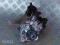 AUDI A1 A3 A4 2.0 TDI POMPA WTRYSKOWA 03L130755L