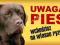 LABRADOR UWAGA PIES TABLICZKA NA DRZWI