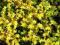 Sedum sexangulare - Rozchodnik sześciorzędowy