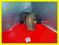 FIAT BRAVA 1.6 SERVO SERWO