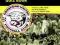 The Official Hereford United Quiz Book