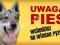 WILCZAK UWAGA PIES TABLICZKA NA DRZWI
