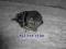 POMPA VACUM FORD FIESTA 1.4 TDCI  9637413980