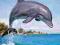 Puzzle Castorland 500 el. Dolphin Delfin