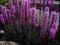 LIATRA KŁOSOWA FIOLETOWA  piękna bylina