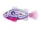 ROBO FISH RYBKA TROPIKALNA Purple Chromis 2549