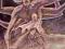 Claymore 6