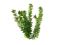 Tetra DecoArt Cabomba dł. 5 cm - roślina sztuczna