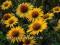 Jeżówka     ECHINACEA    MAUI SUNSHINE