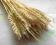 KŁOSY , SUSZONE ZBOŻE = WYBIELANE  =