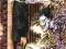 Death Note, Volume 11