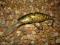 WOBLER SALMO BULLHEAD SDR - 8cm/17g - OKAZJA !