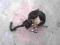 SUZUKI SWIFT 3D 1.0 94R.-SERVO