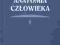 Anatomia człowieka t.5 - Bochenek Reicher