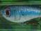 WOBLER COTTON CORDELL GRAPPLER SHAD SUPER SHAD 7cm