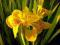 Iris pseudacorus 'Variegata' - ŻÓŁTY IRYS -PSTRY-