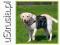 TRIXIE PLECAK DLA PSA ROZM. M TX-30102