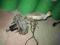 SERWO POMPA HAMULCOWA CITROEN C2 1.4 HDI