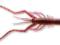 Daiwa TOURNAMENT BUBBLE SHRIMP 11,5c KREWETKA GUMA