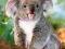 Puzzle 260 el. Castorland    Koala