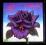 THIN LIZZY  Black Rose      stan BDB.