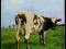 PINK FLOYD  Atom Heart Mother   UK      super stan