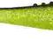 Guma Dragon V-Lures LUNATIC 12,5cm S-30-101