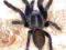 Spider Shop - Lampropelma sp. Borneo black L1