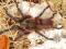 Spider Shop - Hemiercus inflatus L1