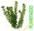 Tetra Green Cabomba - roślina sztuczna 15 cm