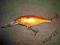 WOBLER RAPALA SHAD RAP - 7cm/8g - UNIKAT !!!