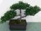 BONSAI Osaka Bukszpan 30/25 cm drzewko jak z IKEA