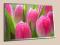 Obraz w ramie Tulipany 100x70cm ALU-D - LueLue