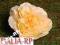 Róża główka brzoskwiniowa Sztuczne kwiaty