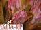 Protea z liściem Susz egzotyczny