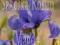 IRYS, KOSACIEC SYBERYJSKI, IRIS SIBIRICA 9x9