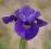 IRYS, KOSACIEC SYBERYJSKI RUFFLED VELVET IRIS 9