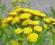 Wrotycz pospolity tanacetum vulgare komary  mole