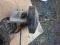 IVECO DAILY POMPA SERWO