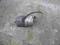 pompa abs peugeot 607 2.2 hdi 136 ps
