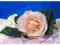 AWK14B Róża główka z liściem 2.cream /pink
