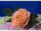 AWK14B Róża główka z liściem 7.coral